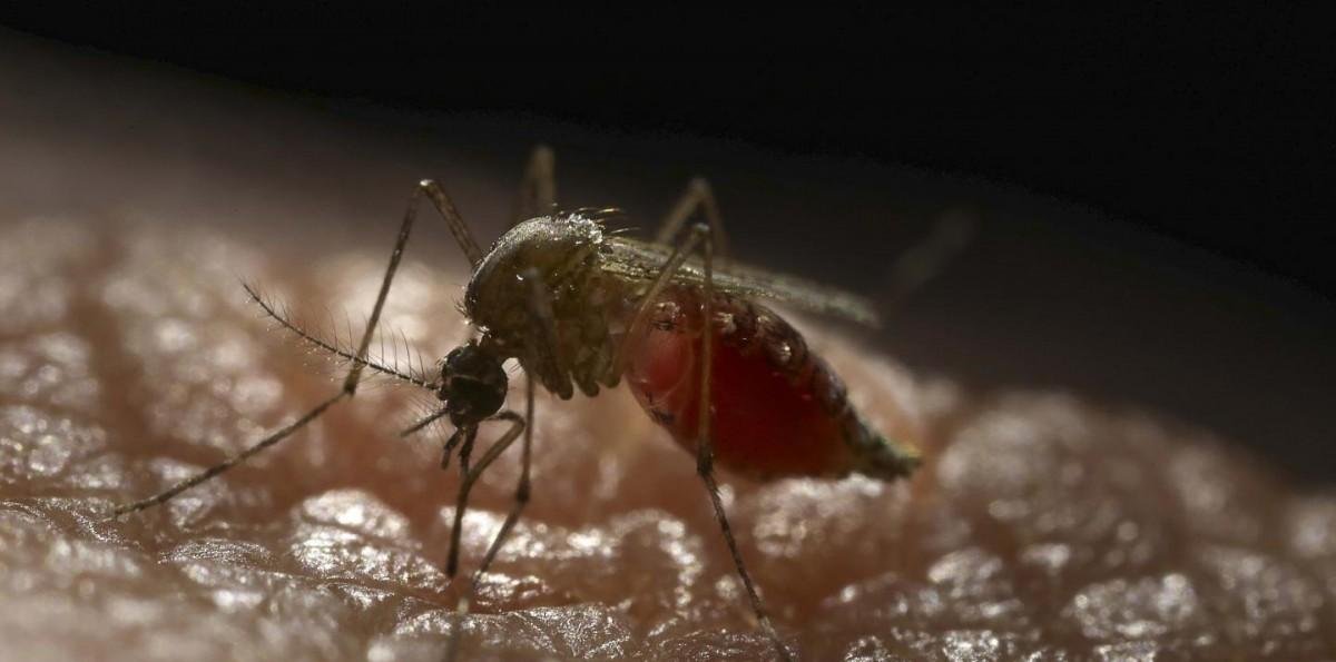 Descubren mosquito en Arica que transmite el Zika y virus del Nilo Occidental