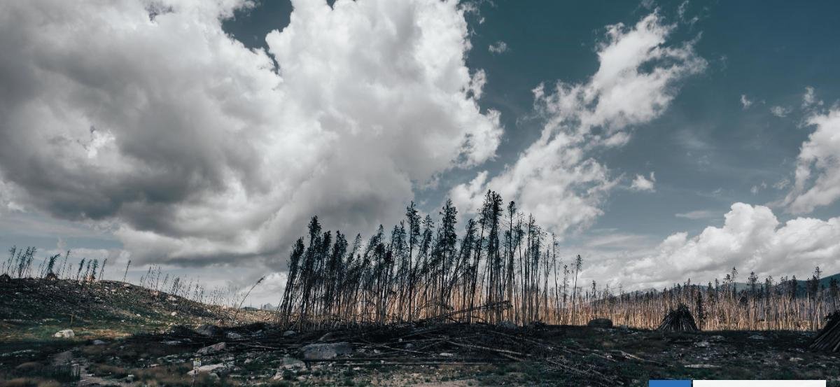 Investigadores chilenos desarrollan árboles nativos más resistentes para reforestar tras incendios