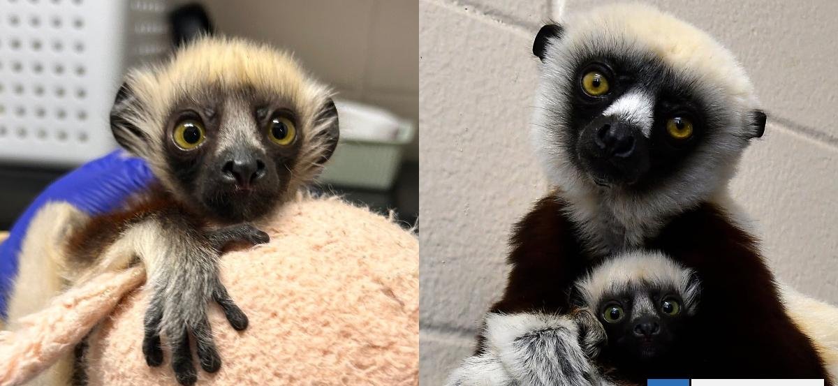 ¿Recuerdas al famoso lémur "Zoboomafoo"? Nació su bisnieto "Junius"