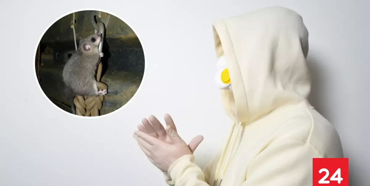 Brote de Hantavirus en crucero: infectólogo explica cómo se produce transmisión de persona a persona