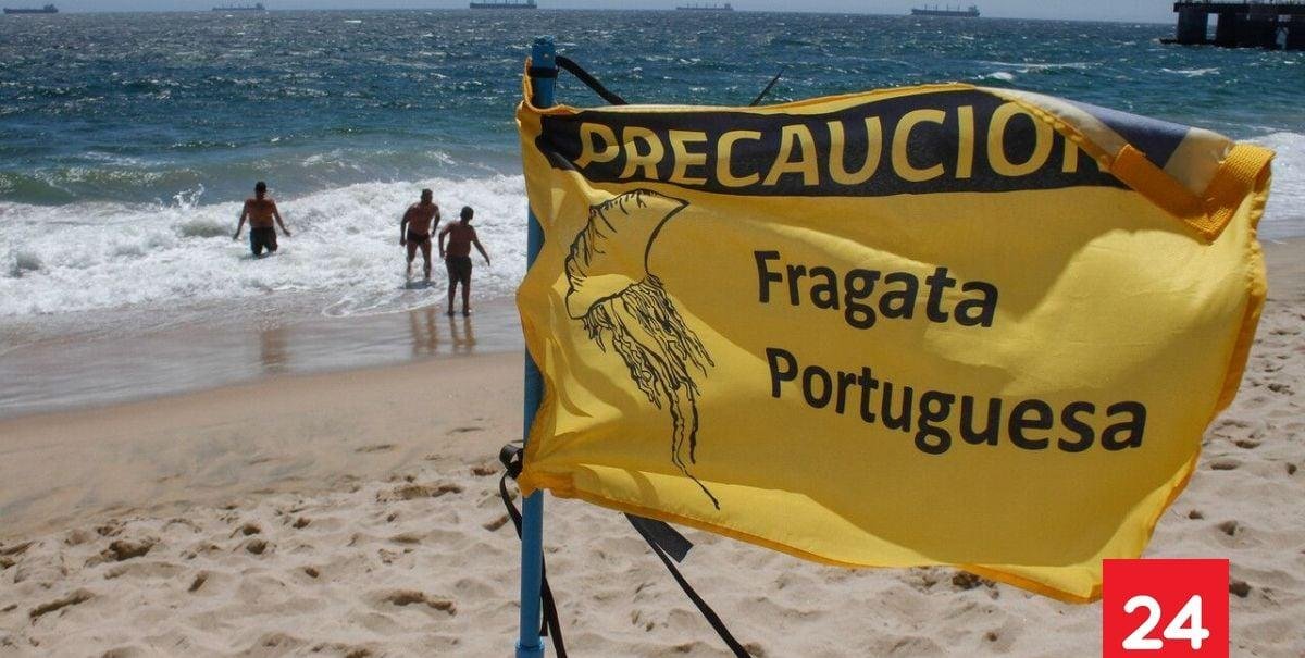 Ante presencia de fragata portuguesa: prohíben el baño en estas playas del país