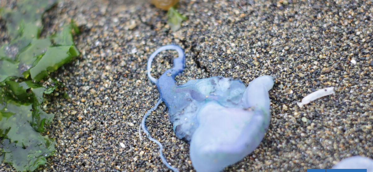 Seremi de Salud prohíbe el baño en tres playas del litoral central por presencia de fragata portuguesa