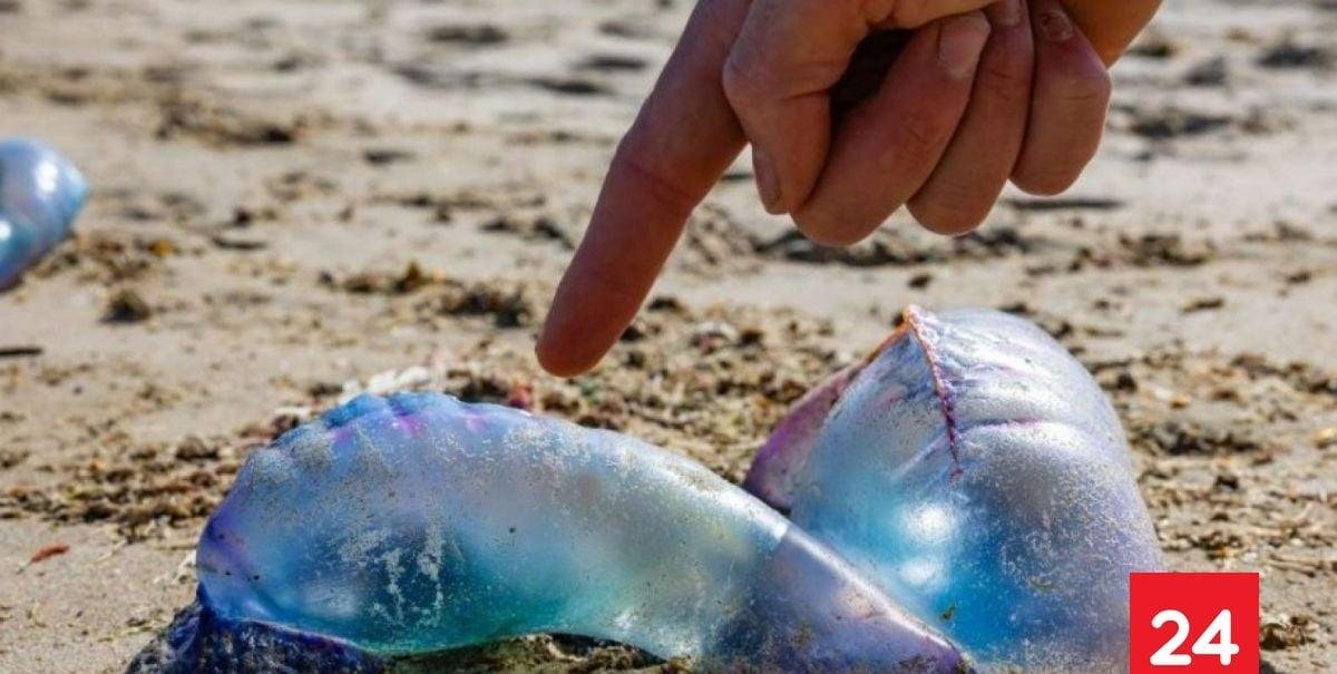 Fragata portuguesa en Chile: Los productos que NO debes utilizar en caso de picadura