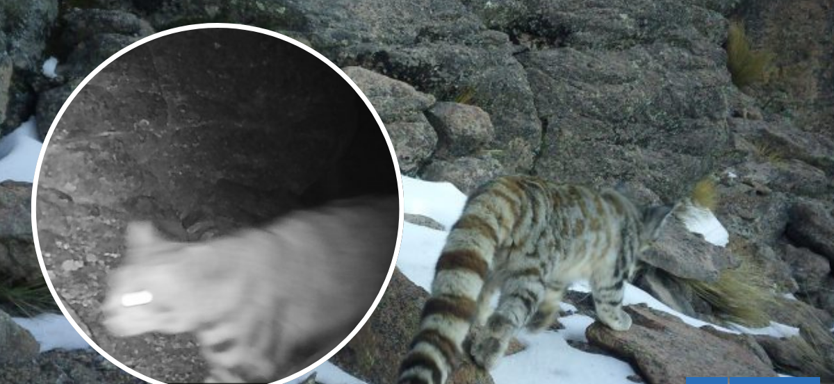 Cámara trampa captura imágenes de gato andino en Parque Nacional tras 6 años sin avistamientos