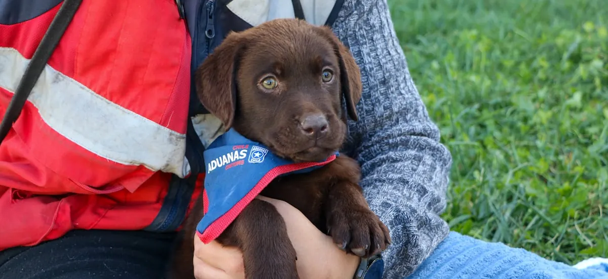 Aduanas inicia formación de nueva camada de cachorros contra el tráfico ilícito