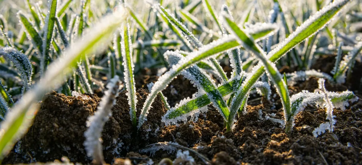 Pronostican temperaturas bajo cero para los próximos días entre las regiones de Valparaíso y Biobío