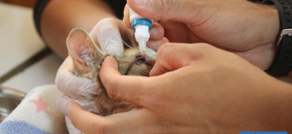 Detienen a sujeto que se hacía pasar por veterinario y ofrecía servicios a damnificados en Tomé