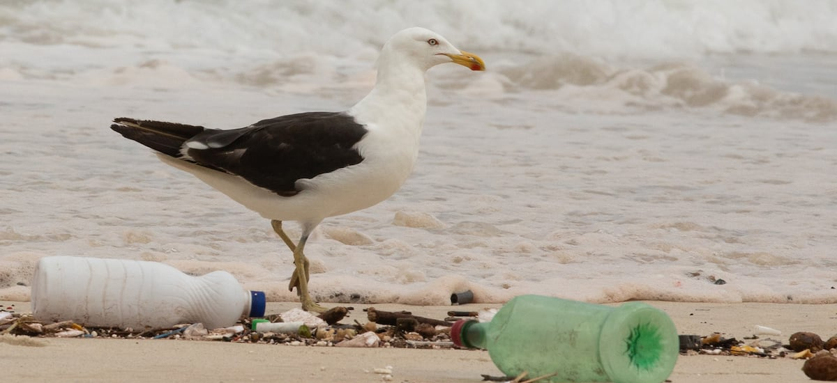 Plásticos prohibidos siguen en playas de Chile: estudio revela fallas en fiscalización de residuos en las zonas costeras - La Tercera