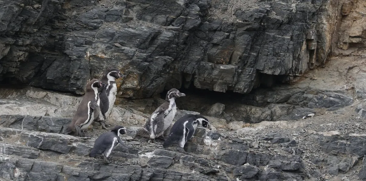 Gobierno retiró 43 decretos ambientales: protegían fauna nativa y parques nacionales