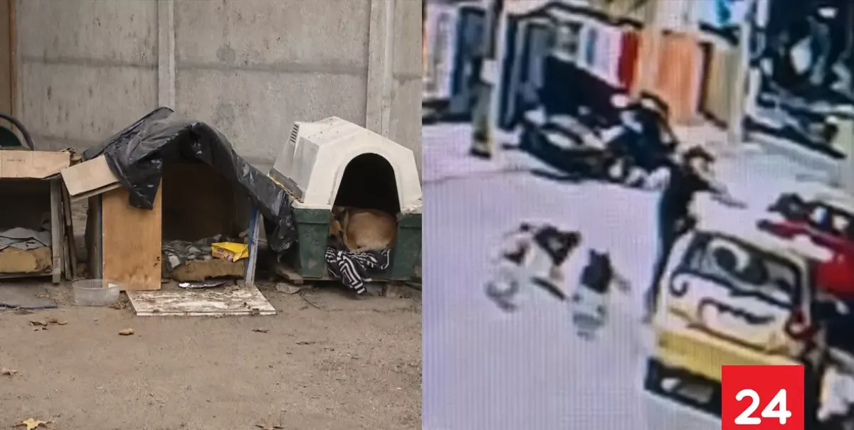 Quilpué: Vecinos de Belloto Norte acusan temor constante por ataques de perros comunitarios