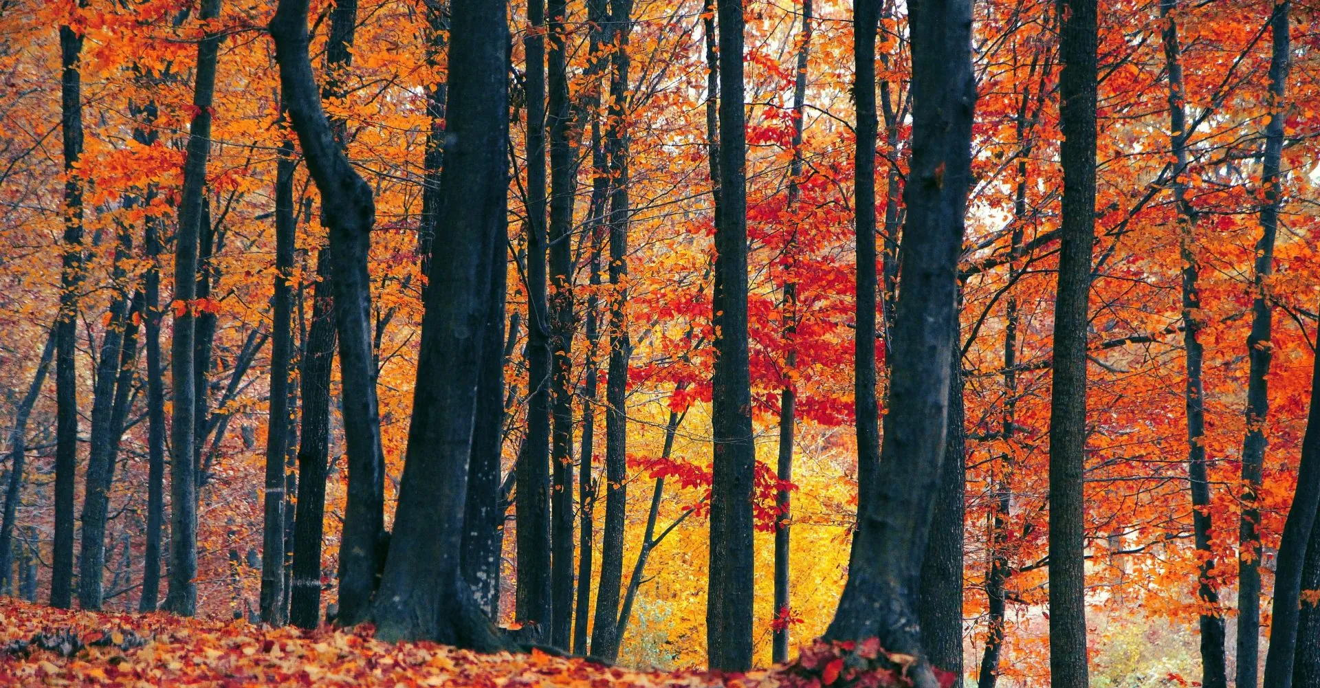 Llegó el equinoccio de otoño: ¿Qué significa y hasta cuándo dura?