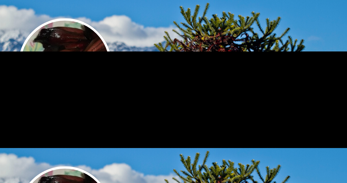 Alertan que cambio climático acelera caída del piñón y genera un daño irreversible para la araucaria