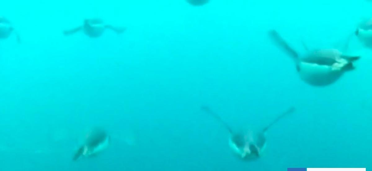 VIDEO | Captan el increíble buceo de los pingüinos barbijo cuando buscan alimento: nadan hasta 30 km/h