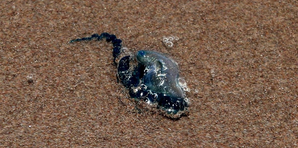 Región de Valparaíso suma 37 afectados por fragata portuguesa