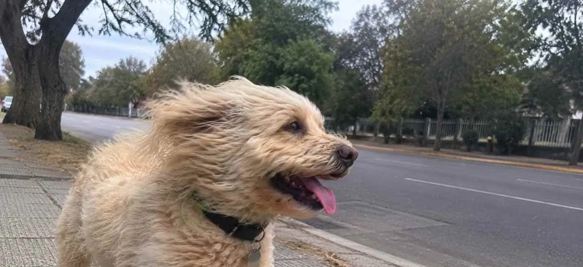 Viento, heladas bajo cero y lluvia: el pronóstico para las distintas regiones de Chile