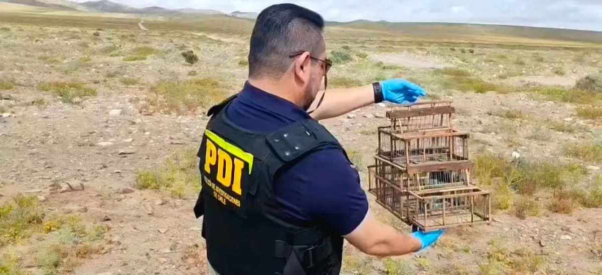 Detienen a sujeto que estaba capturando aves protegidas en pleno desierto florido