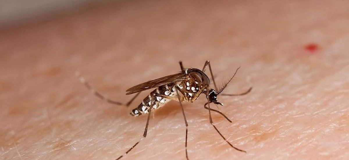 Minsal refuerza alertas sanitarias en verano: aumentan brotes alimentarios y casos importados de dengue y chikungunya