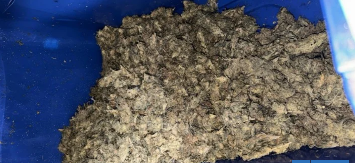 Operativo municipal de limpieza en Punta Arenas termina con 8 kilos de marihuana decomisados