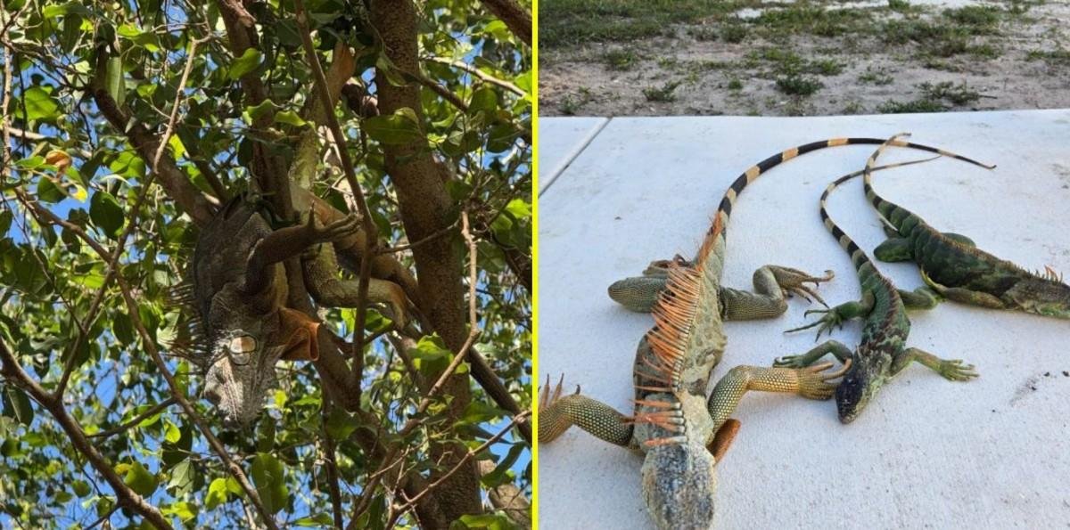 "Lluvia" de iguanas sorprende al sur de Florida: Las razones del fenómeno
