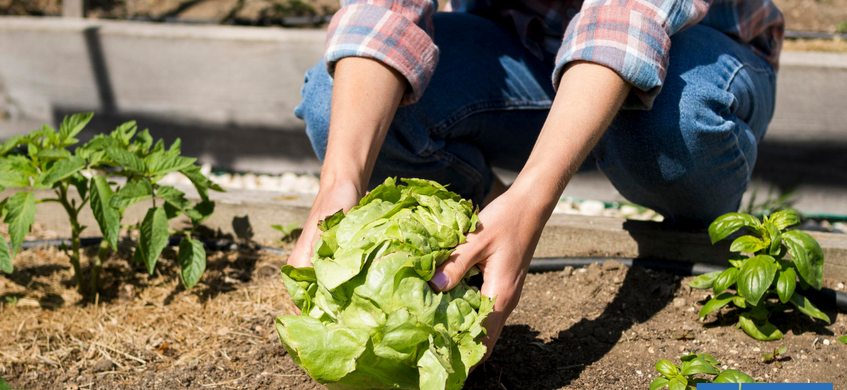Agua y energía solar: 22 proyectos de La Araucanía serán financiados por Fondo de Protección Ambiental
