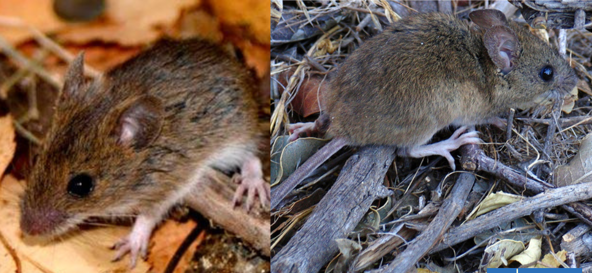Cuáles son los síntomas de un contagio de Hantavirus y cómo progresa la enfermedad
