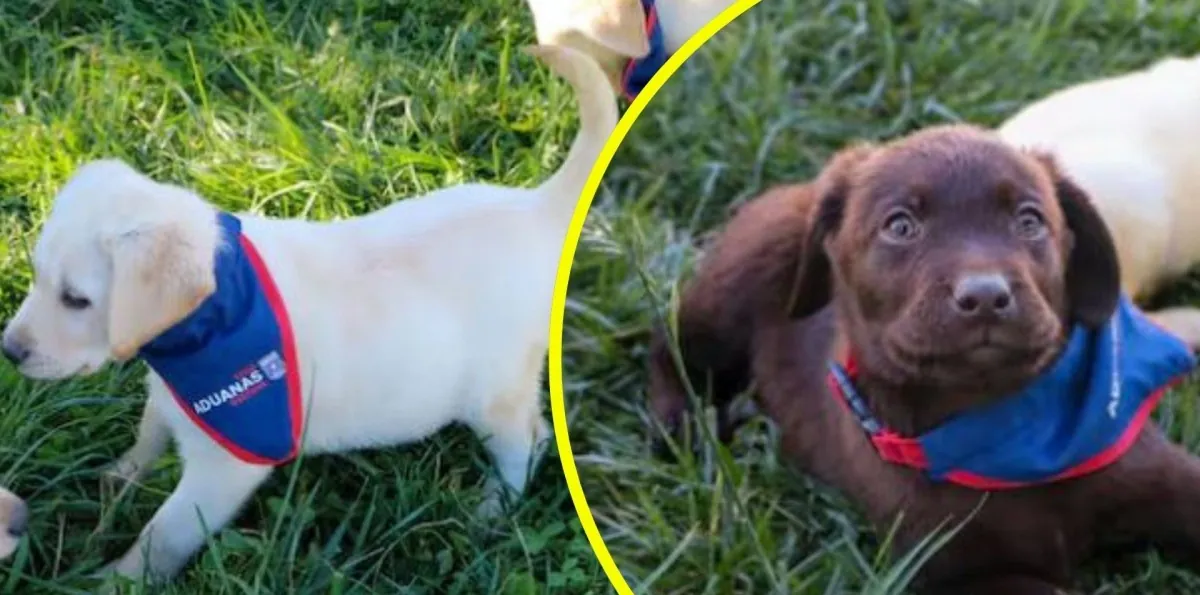 Cachorros en entrenamiento: Así será la nueva generación de perros de Aduanas contra el tráfico ilícito