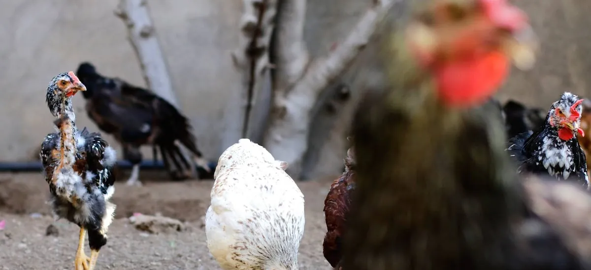 Sujeto muere baleado por dueño de casa que lo sorprendió intentando robar sus gallinas: lo detuvieron, pero quedó libre