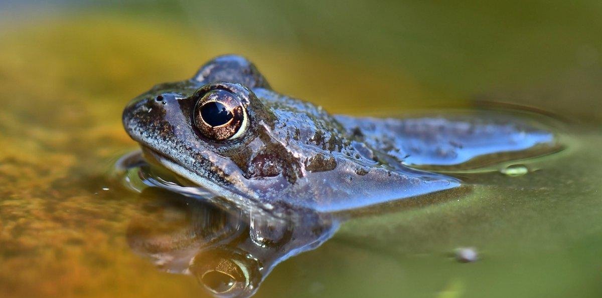 Rescatan a 26 ranas gigantes del lago Titicaca ofrecidas como "comida gourmet" en Bolivia