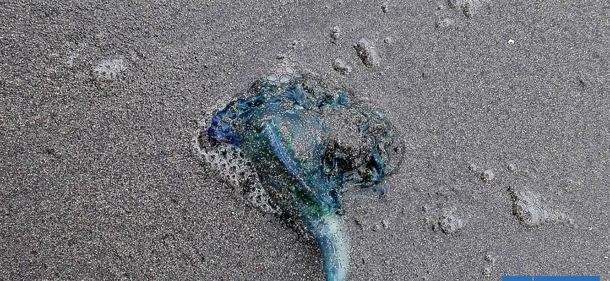 Solo 3 playas de la región de Valparaíso tienen prohibición de baño por fragata portuguesa