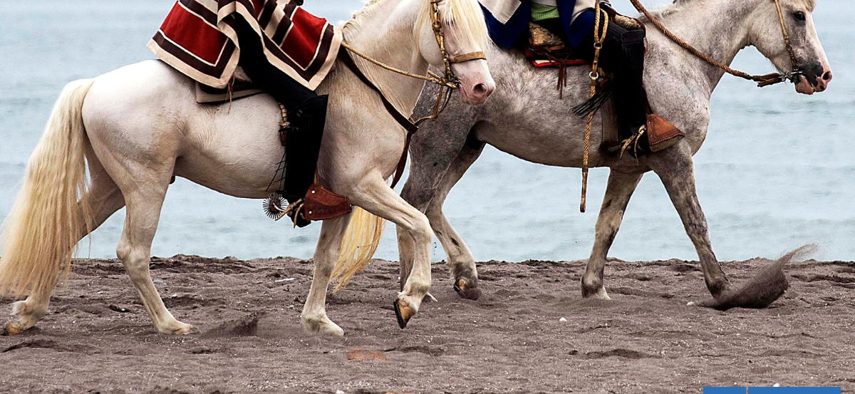 Mujer sufre caída desde caballo en medio de cabalgata conmemorativa del Cruce de Los Andes en Putaendo