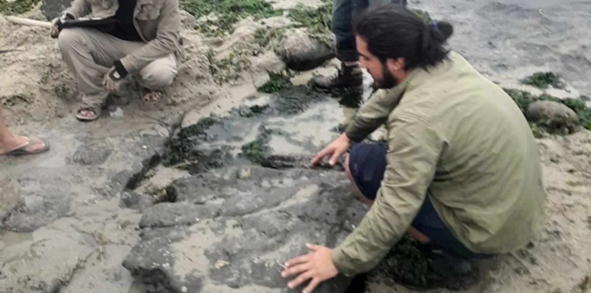 Confirman presencia de dinosaurios terrestres y aves del Cretácico en Algarrobo