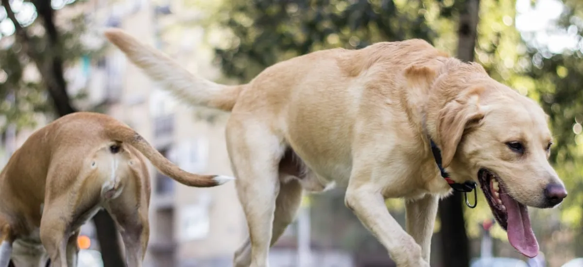 Investigación chilena revela circulación silenciosa de influenza en mascotas en Chile