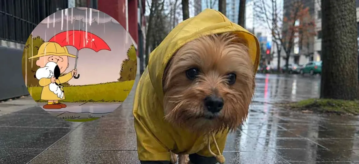 Se adelantan las lluvias: conoce cuando caen las primeras gotas en la capital