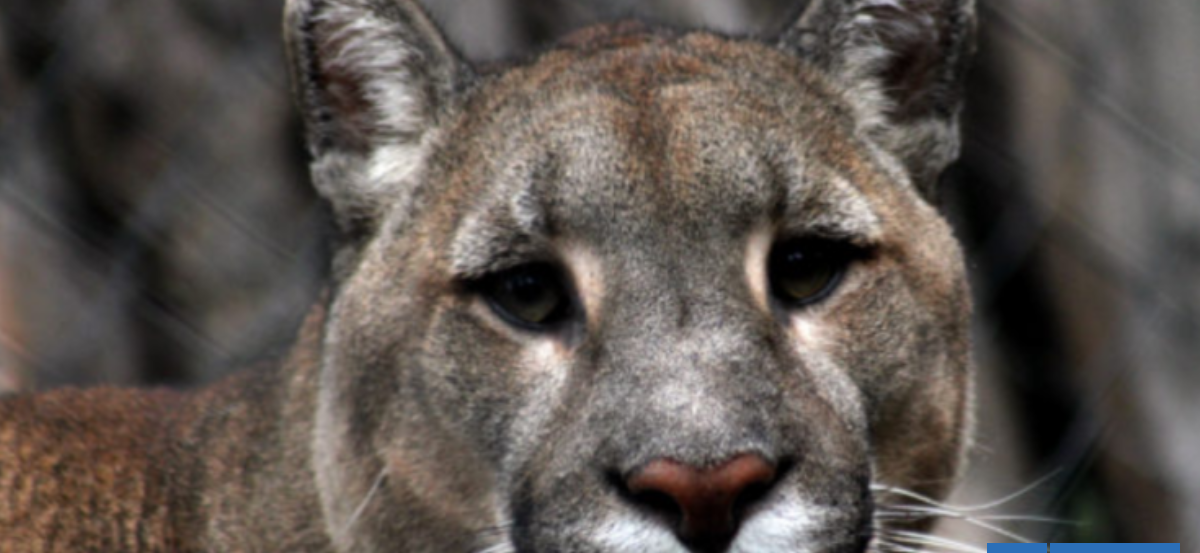 Vecinos alertan presencia de puma en sector Villucura de Santa Bárbara: ha atacado animales