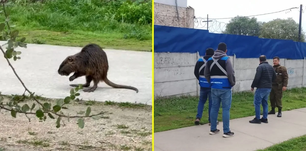 Carabineros y personal municipal rescatan y liberan a un coipo que era perseguido por perros en Melipilla