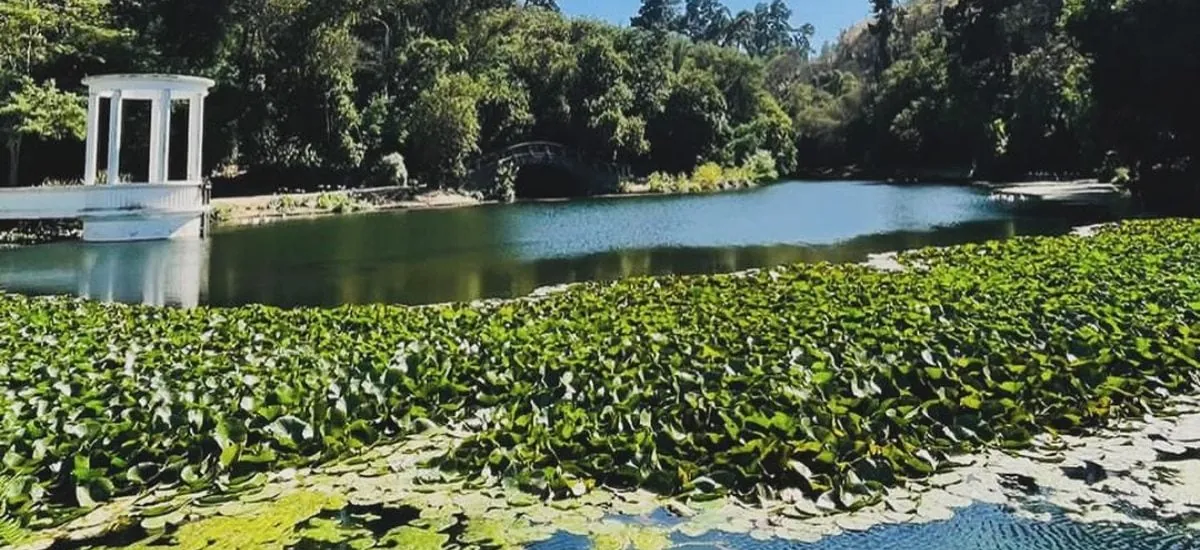 Cierran por dos semanas laguna del Jardín Botánico de Viña del Mar tras detectar gripe aviar en ganso asilvestrado - La Tercera