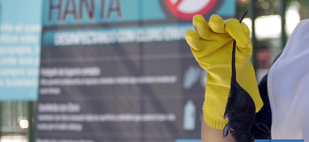 Menor de 12 años fallece tras contagio de virus Hanta en Alto Bío Bío