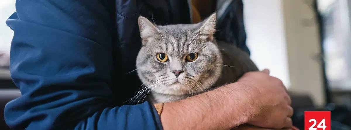 ADN antiguo cambia todo lo que sabíamos sobre los gatos