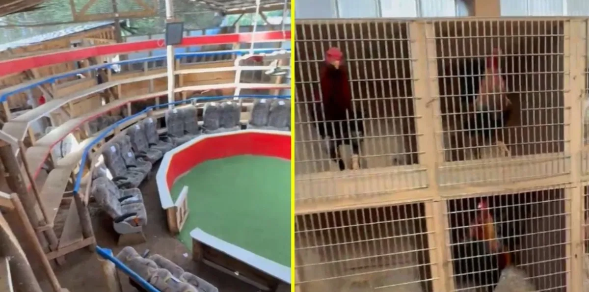 Se rescataron 85 aves: Detienen a 54 personas por participar y apostar en peleas clandestinas de gallos en Arauco