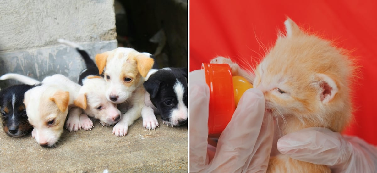 Adopción de cachorros y gatitos en épocas de altas temperaturas: lo que debes saber para asegurar su bienestar