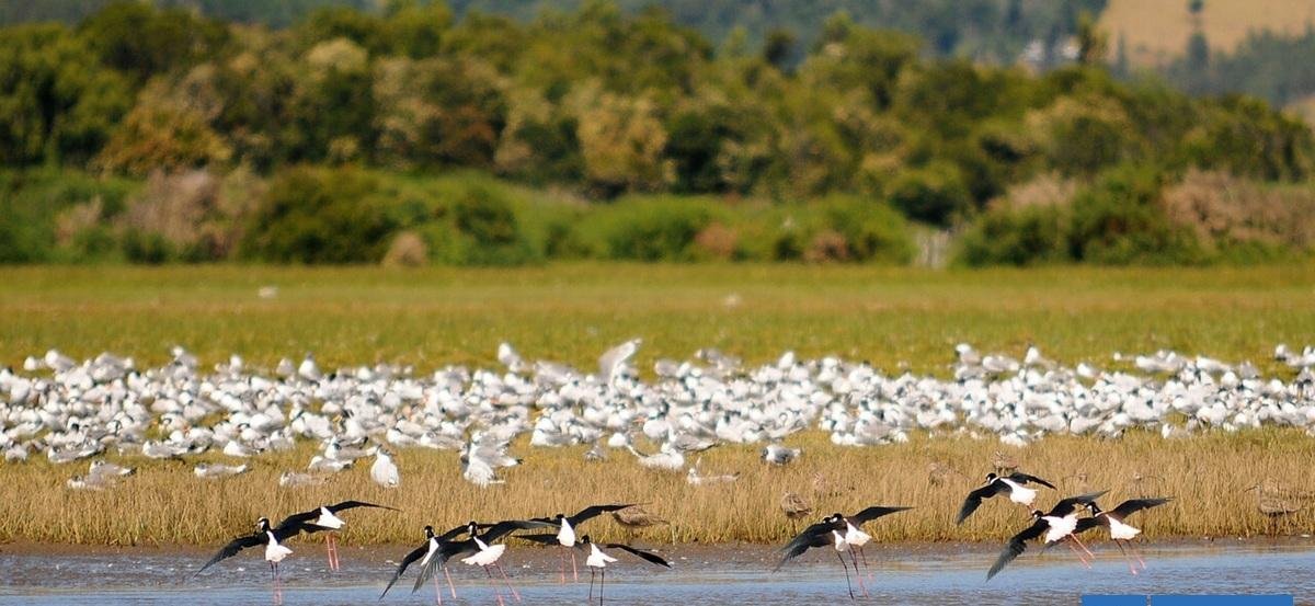 Valdivia, "Ciudad Humedal": autoridades destacan impulso en su protección a un año del reconocimiento