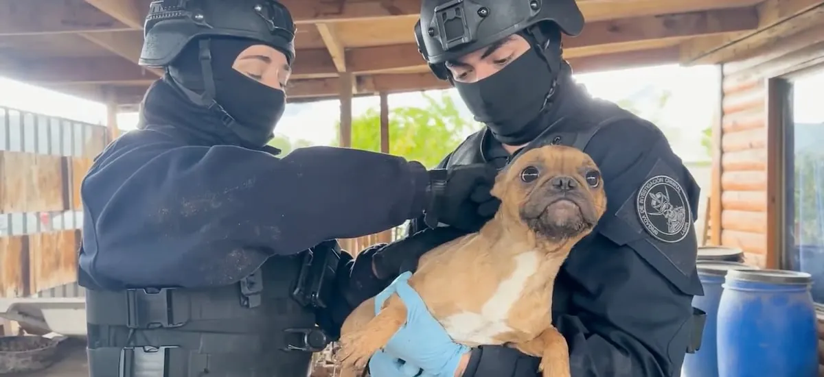 PDI rescata a cuatro perros en presunto criadero clandestino de Lampa: sobrevivían gracias a vecinos