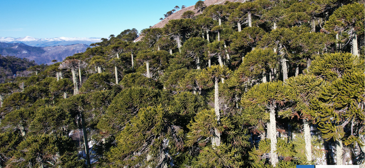 100 años de la Ley de Bosques: un cambio en la concepción y devenir de la actividad forestal