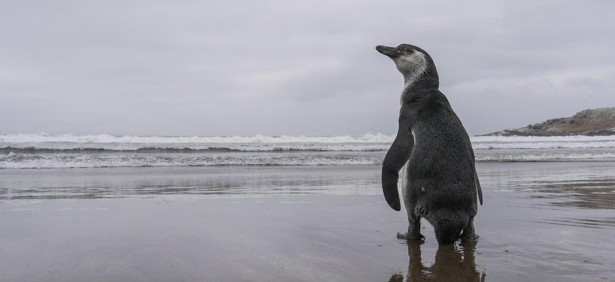 Pingüino de Humboldt es declarado Monumento Natural - La Tercera
