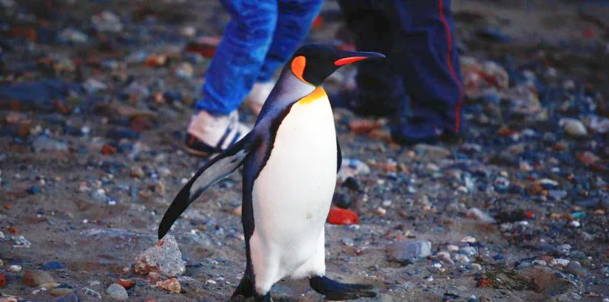 Confirman que el pingüino emperador y el lobo marino están en peligro de extinción