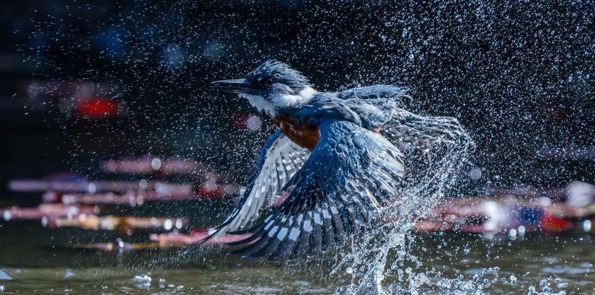 Puedes ganar 5.000 dólares y un viaje a la Antártica: Revisa cómo inscribirte en los Premios de Fotografía Audubon 2026