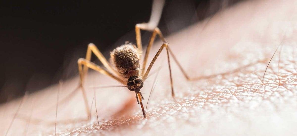 Elevan a cuatro los casos confirmados de dengue en Isla de Pascua