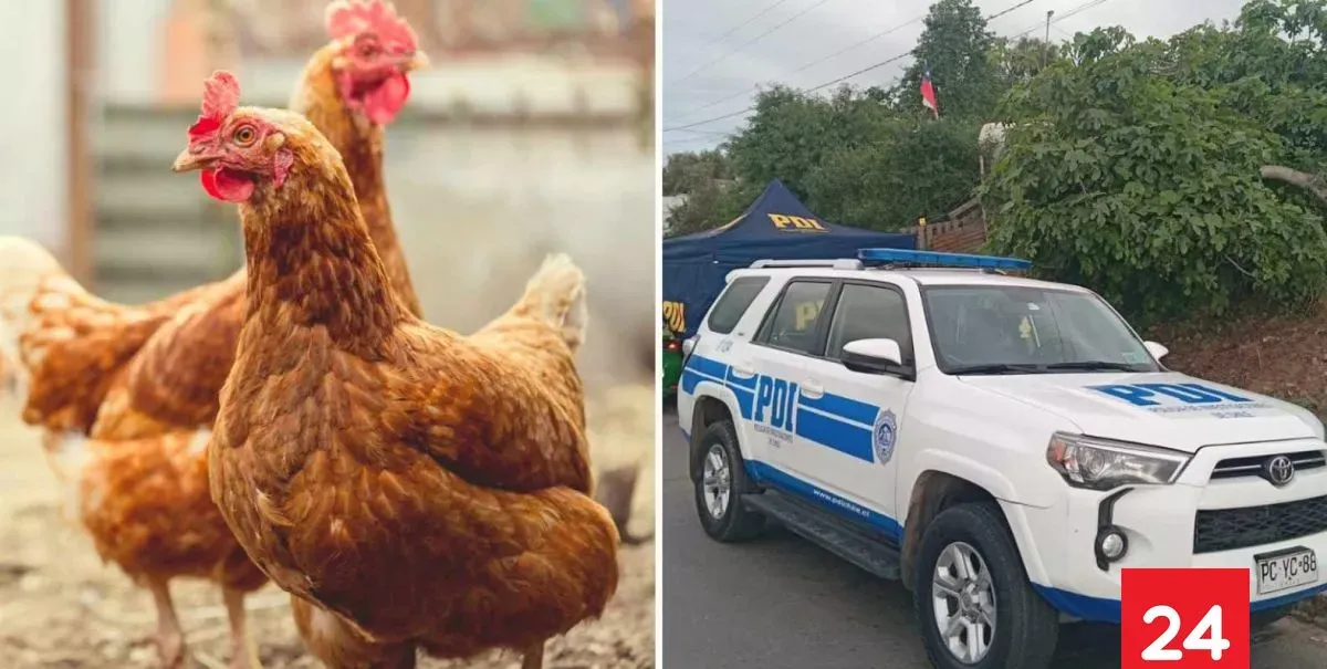 Hombre murió baleado tras ingresar a robar gallinas en una casa de La Serena