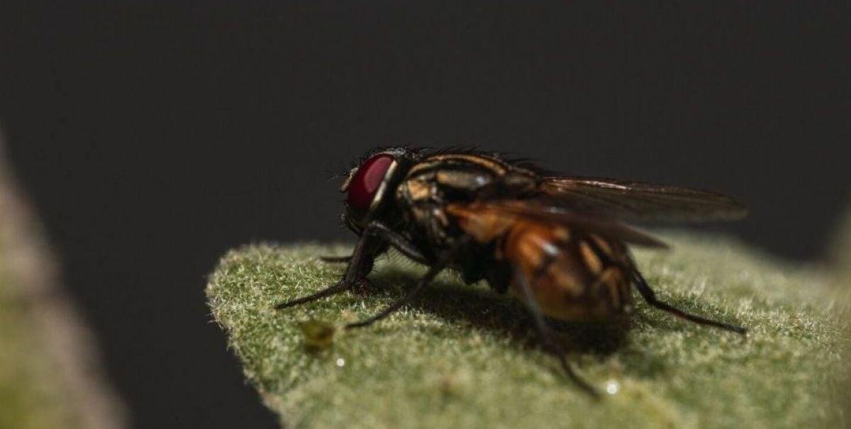 Detectan en EE.UU. primer caso humano de "parásito carnívoro" asociado a viajes