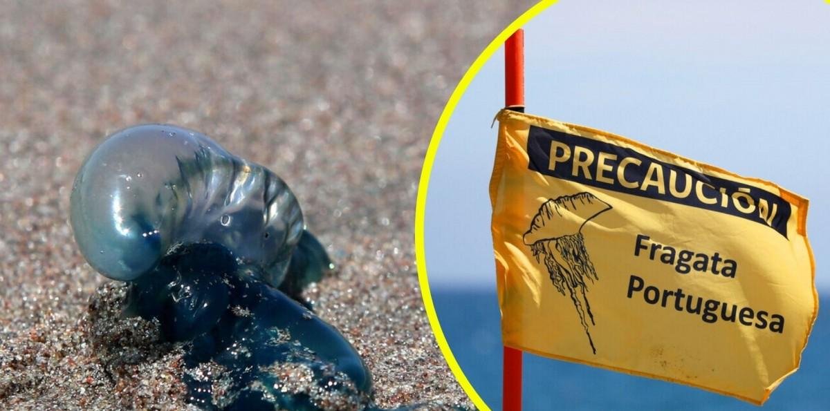 ¿Se prohibió el acceso a la playa?: Detectan fragata portuguesa en zona costera del Maule